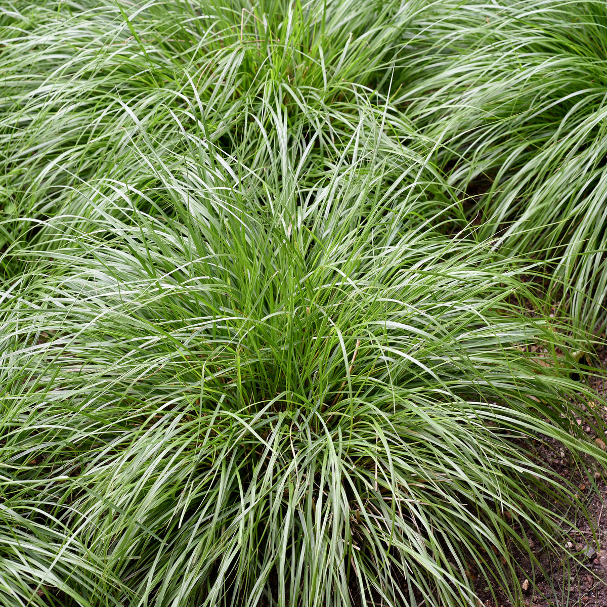 Oshima-Segge J.S. Greenwell - Carex oshimensis J.S. Greenwell - Willemse
