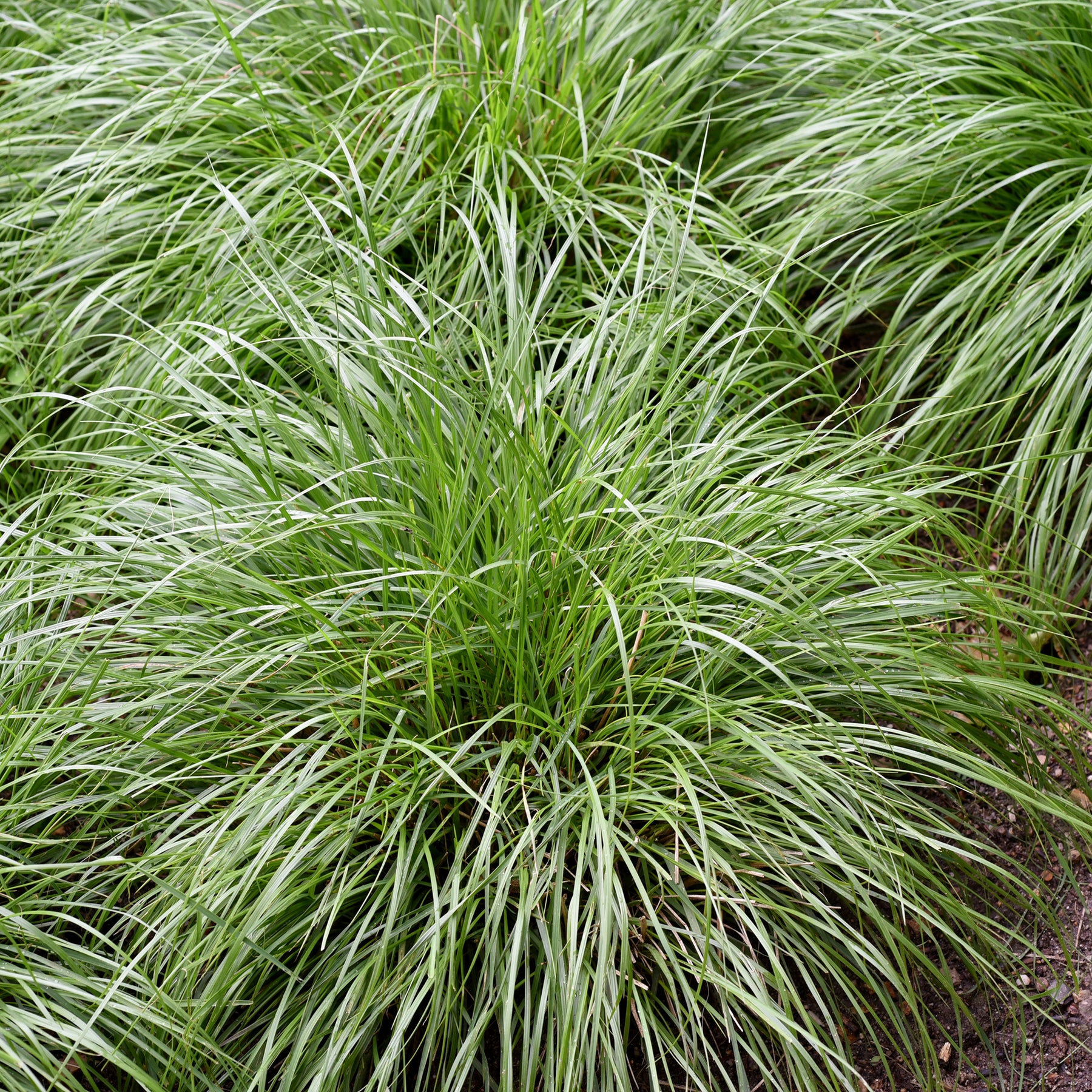 Oshima-Segge J.S. Greenwell - Carex oshimensis J.S. Greenwell - Willemse