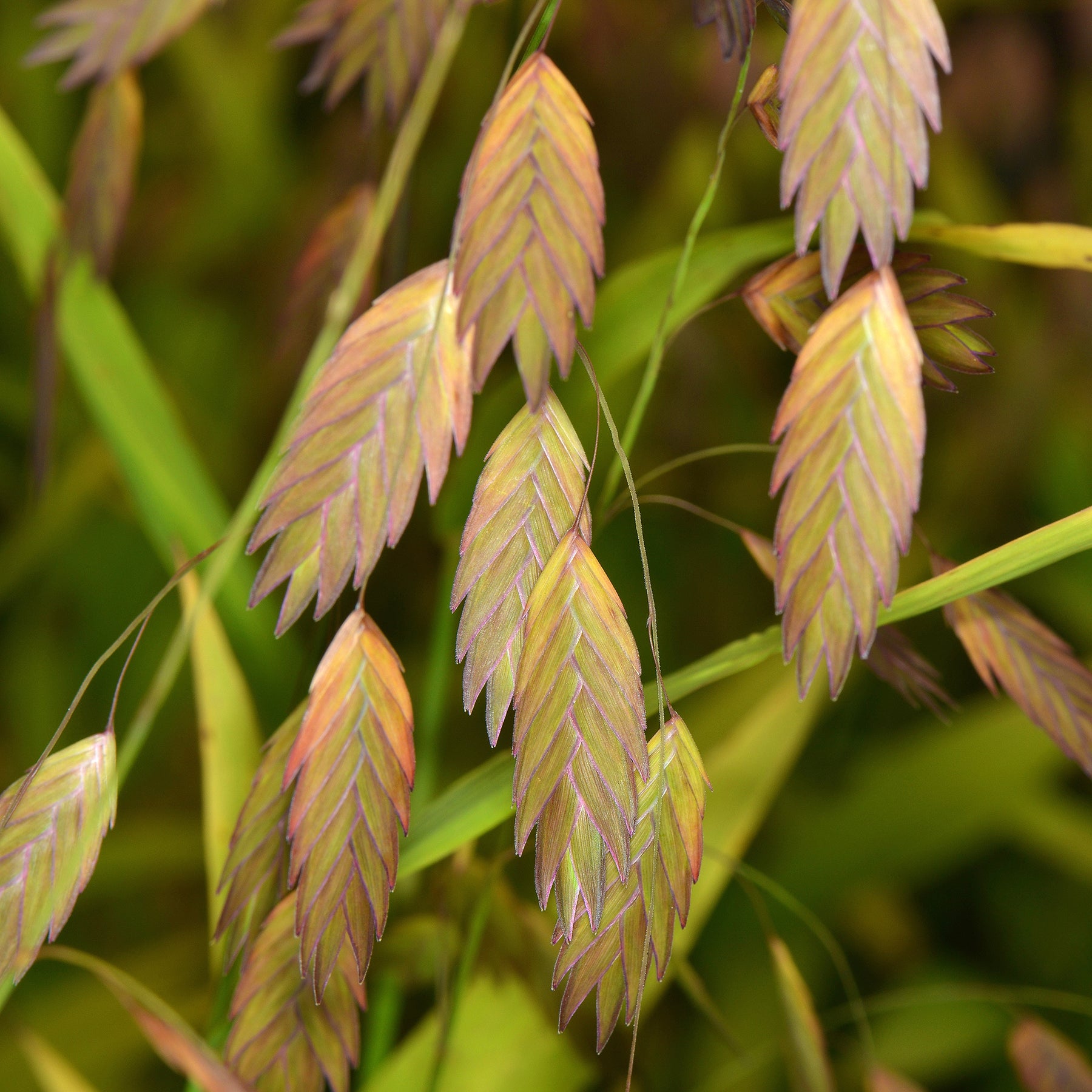 Verkauf Plattährengras - Chasmanthium latifolium
