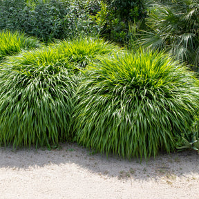 Japanwaldgras - Hakonechloa macra - Willemse