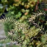 Borstgras ‘Hystrix patula’ - Willemse