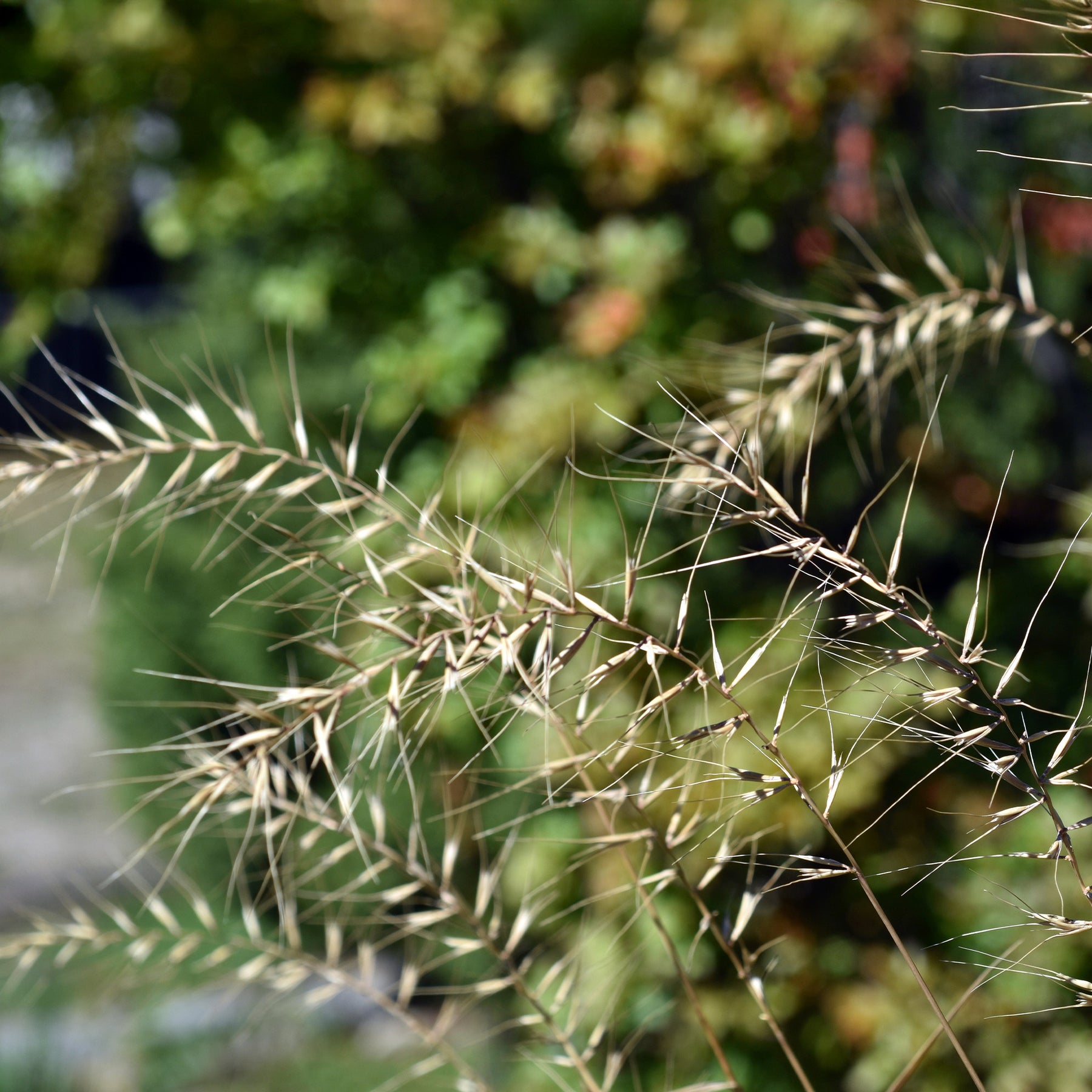 Borstgras ‘Hystrix patula’ - Willemse