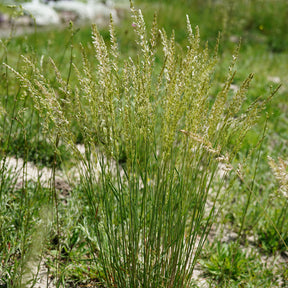 Blaues Schillergras - Willemse