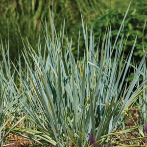 Meerroggen Blue Dune - Leymus arenarius Blue Dune - Willemse