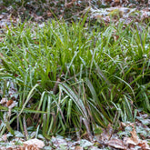 Wald-Hainsimsen - Luzula sylvatica - Willemse