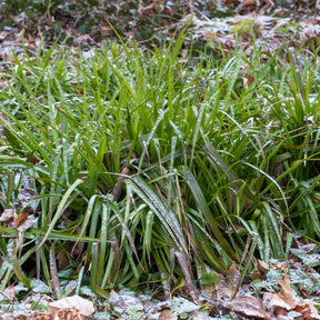 Wald-Hainsimsen - Luzula sylvatica - Willemse