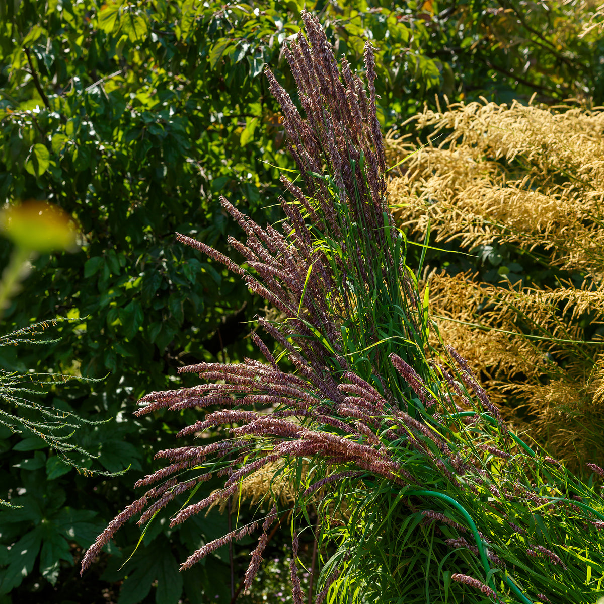 Perlgras Atropurpurea - Willemse