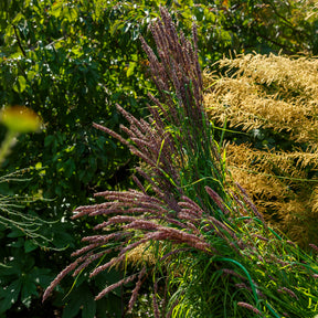 Perlgras Atropurpurea - Willemse