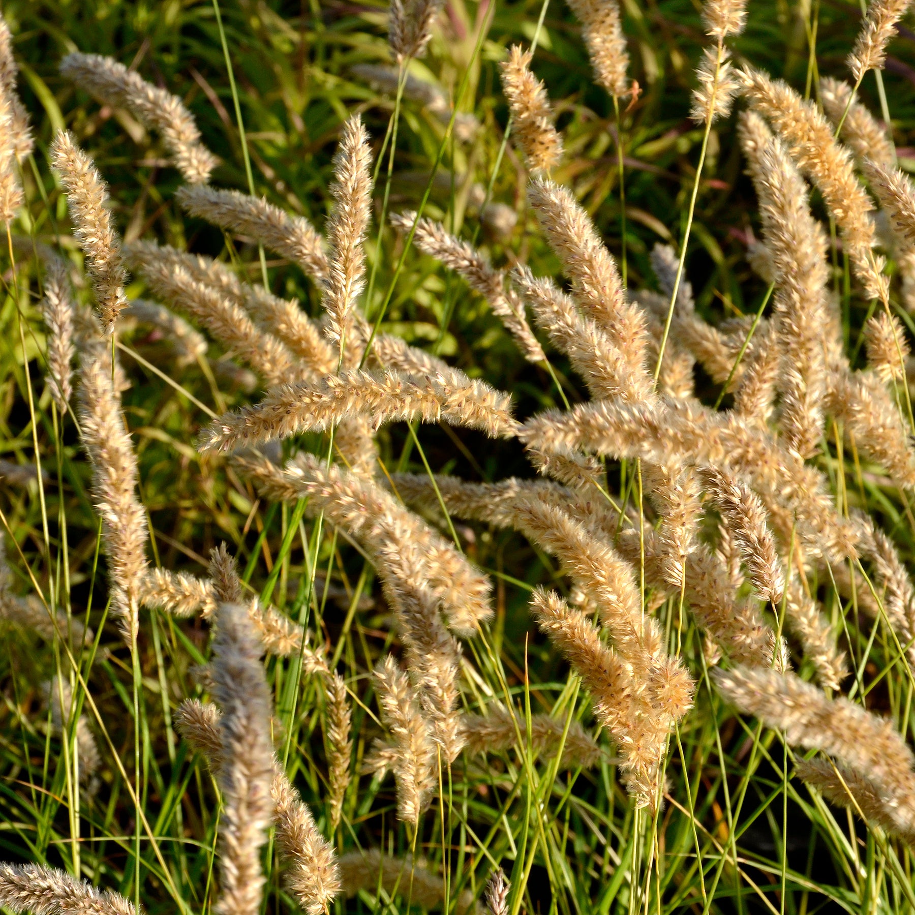 Wimper-Perlgras - Willemse