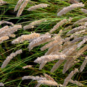 Melica ciliata - Wimper-Perlgras - Gräser