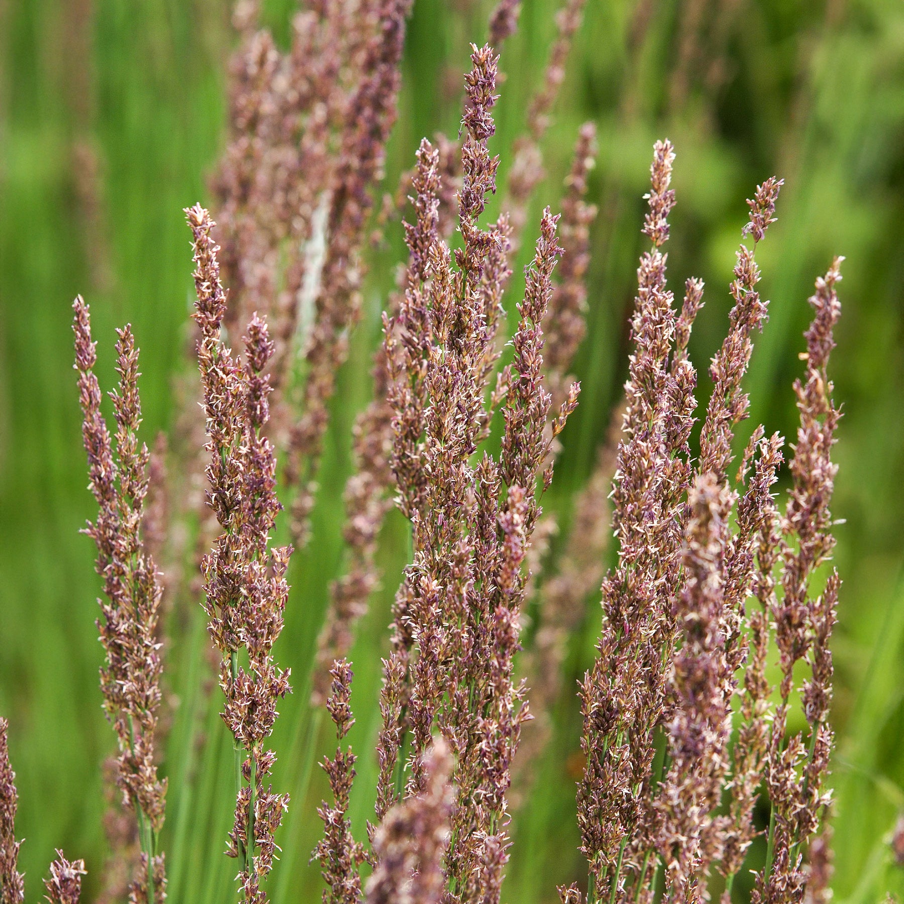 Blaues Pfeifengras Moorhexe - Willemse