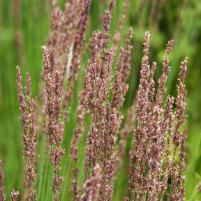 Blaues Pfeifengras Moorhexe - Willemse
