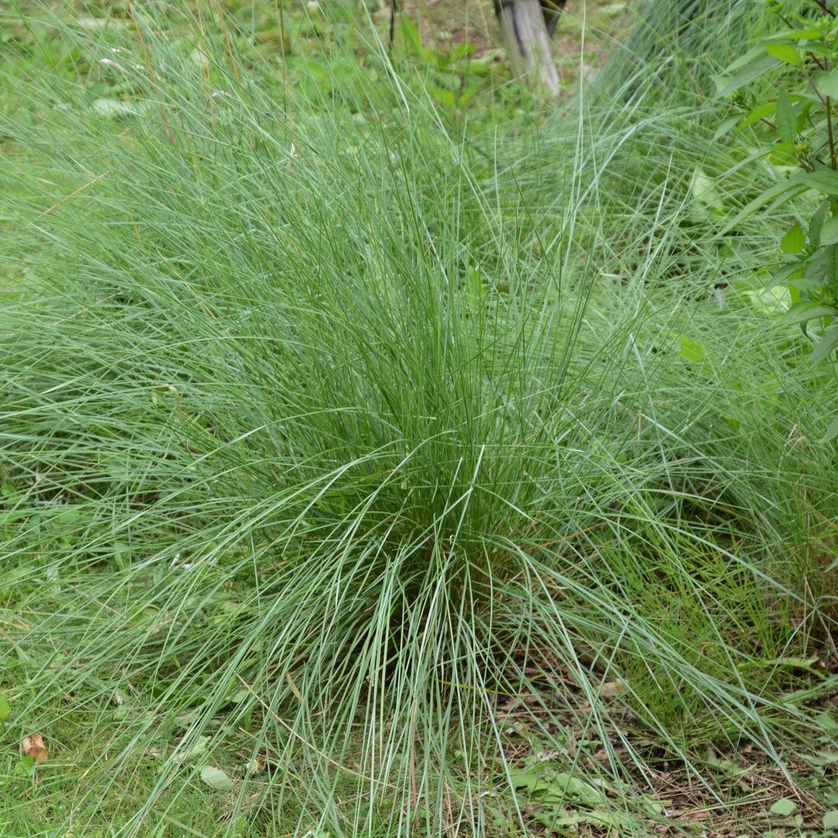Amerikanisches Hirschgras - Muhlenbergia rigens - Willemse