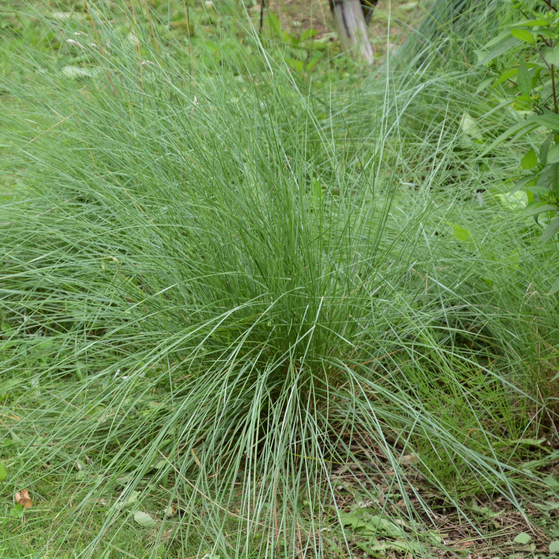 Amerikanisches Hirschgras - Muhlenbergia rigens - Willemse