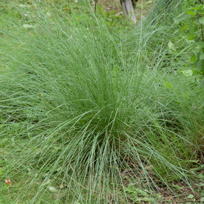 Amerikanisches Hirschgras - Muhlenbergia rigens - Willemse