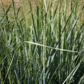 Aufrechte Rutenhirse - Panicum amarum - Willemse