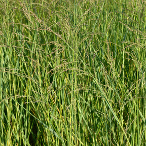 Aufrechte Rutenhirse - Willemse