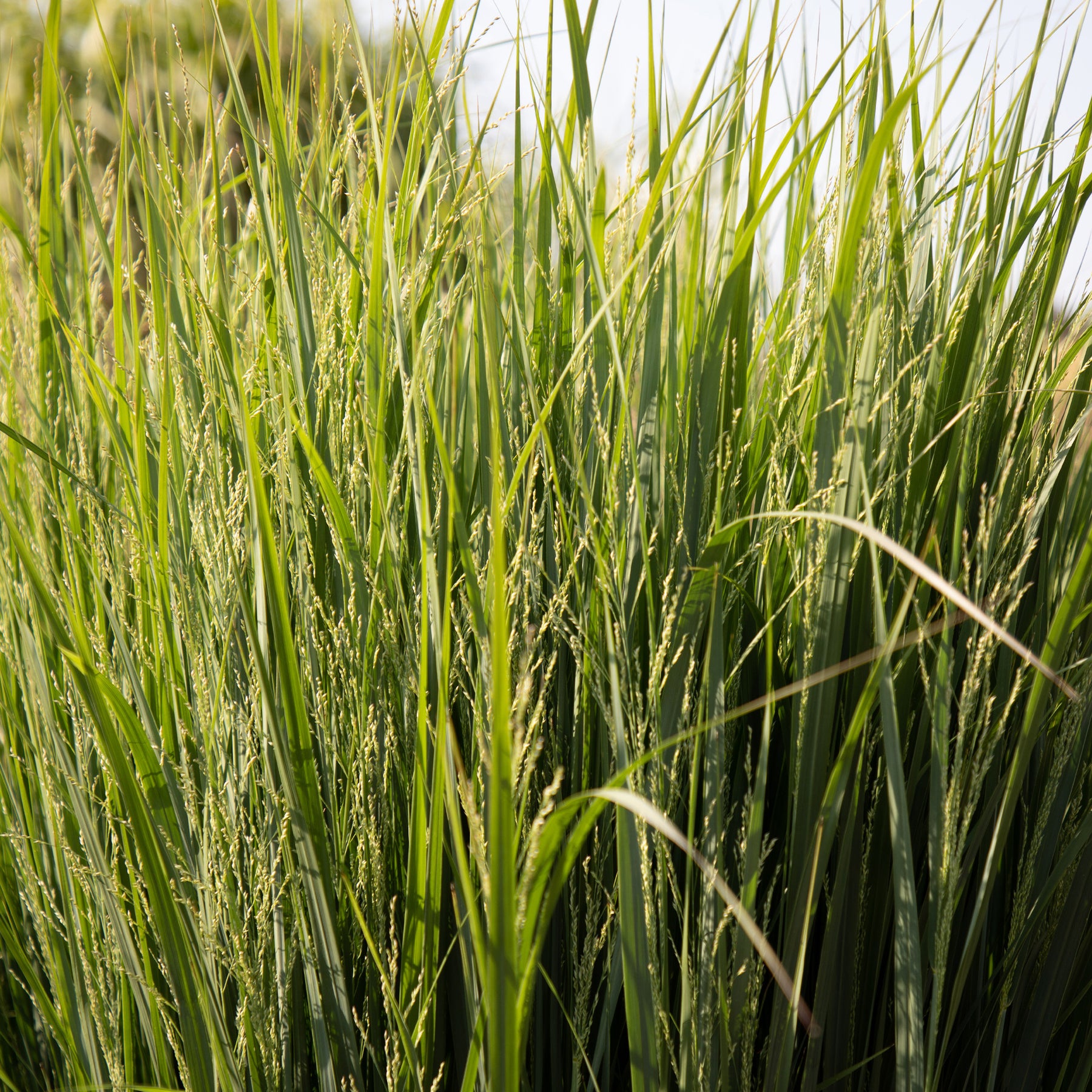 Riesen-Rutenhirse Northwind - Panicum virgatum northwind - Willemse