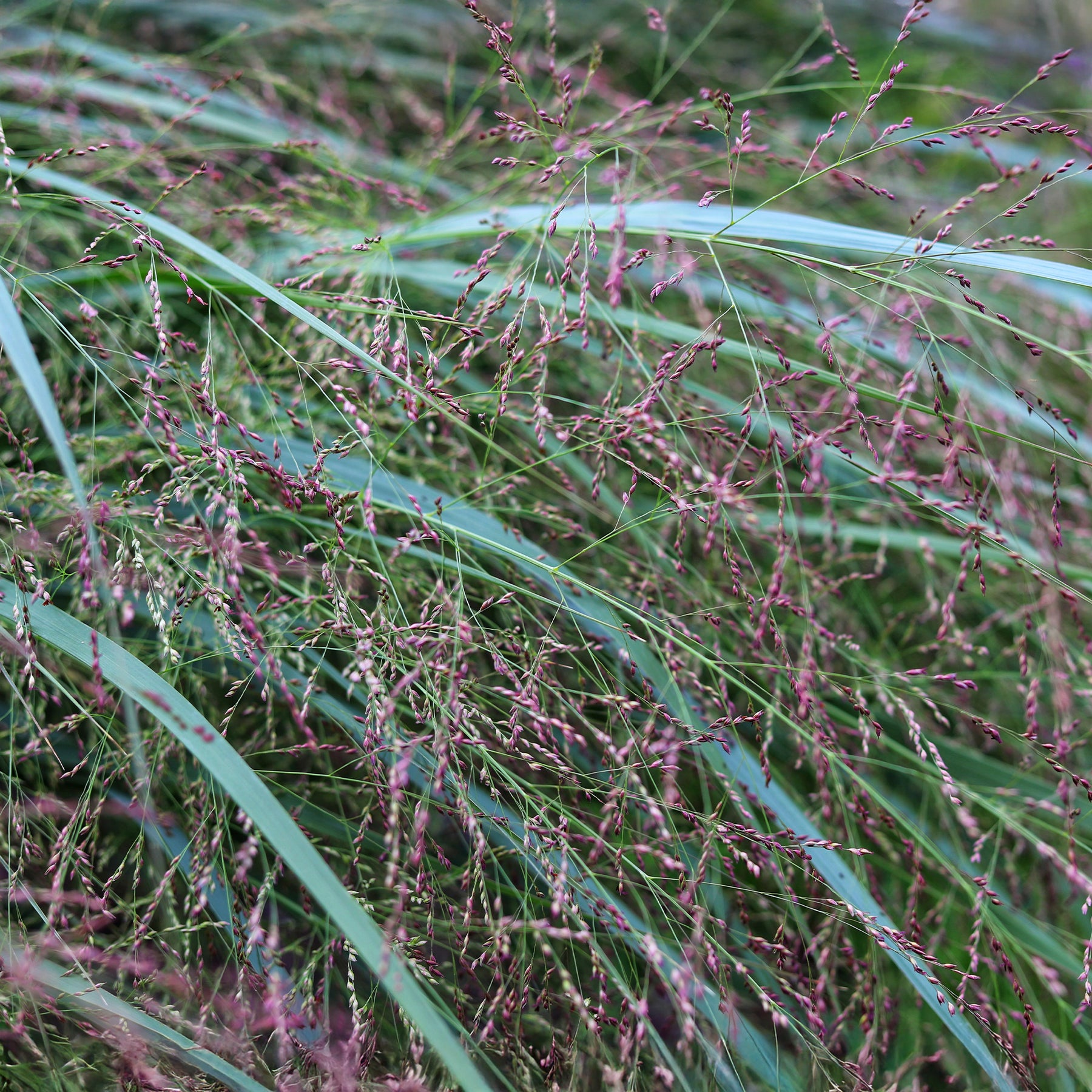 Rutenhirse Squaw - Panicum virgatum Squaw - Willemse