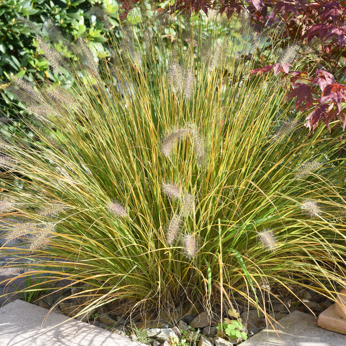 Pennisetum - Federborstengras - Pennisetum alopecuroides (compressum)
