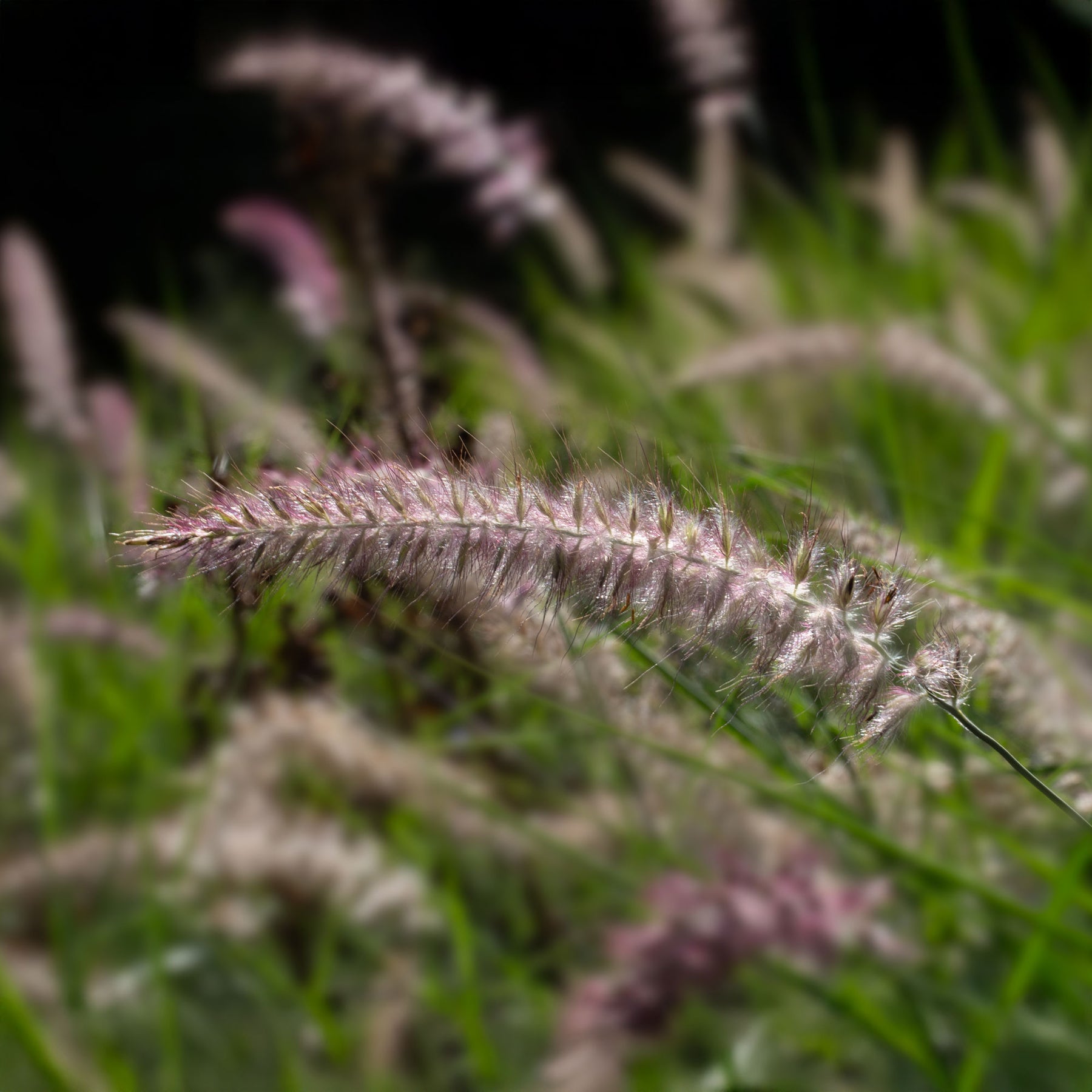 Lampenputzergras Karley Rose - Pennisetum orientale Karley Rose ® - Willemse