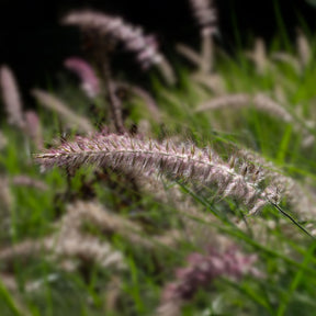 Lampenputzergras Karley Rose - Pennisetum orientale Karley Rose ® - Willemse