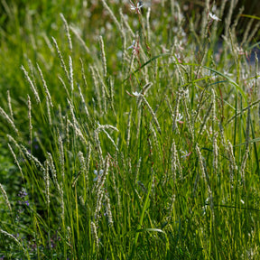 Sesleria autumnalis - Herbst-Sesleria - Gräser