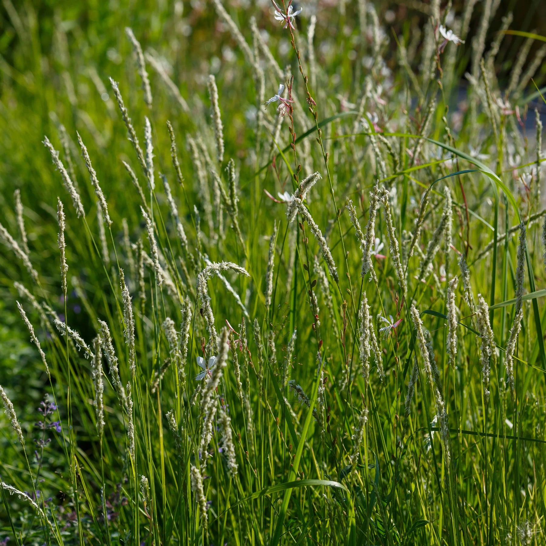 Stauden - 5 Stauden für eine Blumenwiese - 