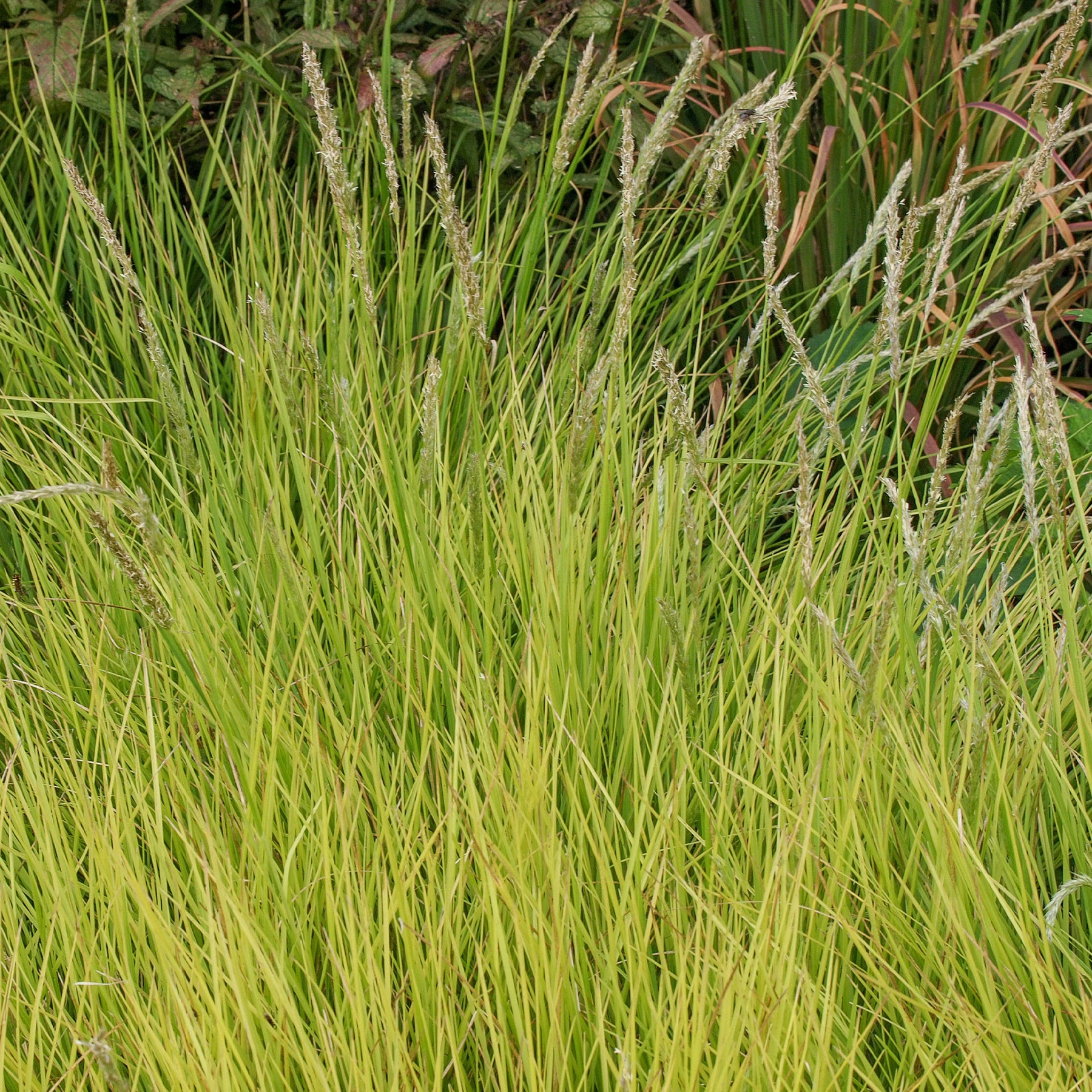 Herbst-Sesleria - Willemse