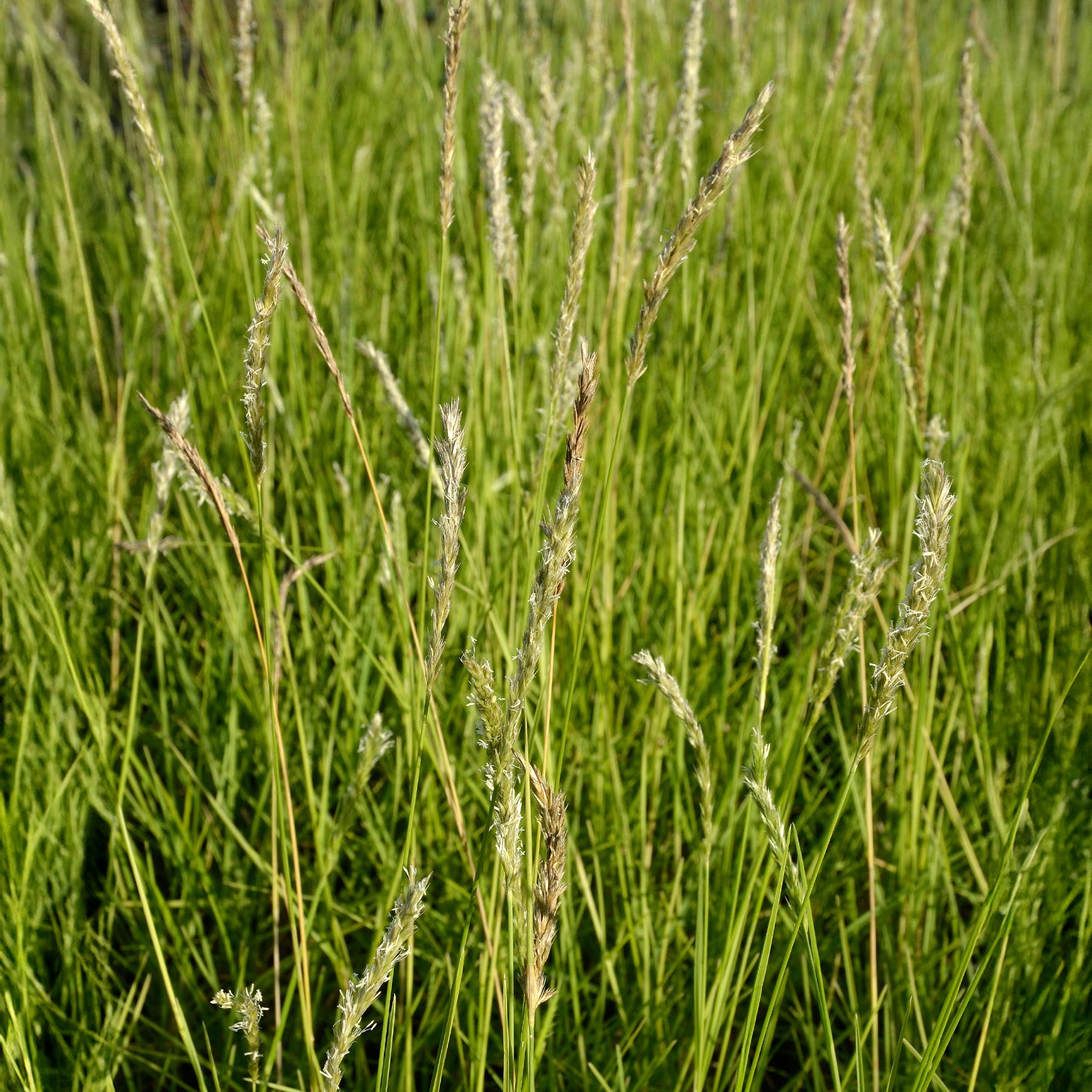Gräser - Herbst-Sesleria - Sesleria autumnalis