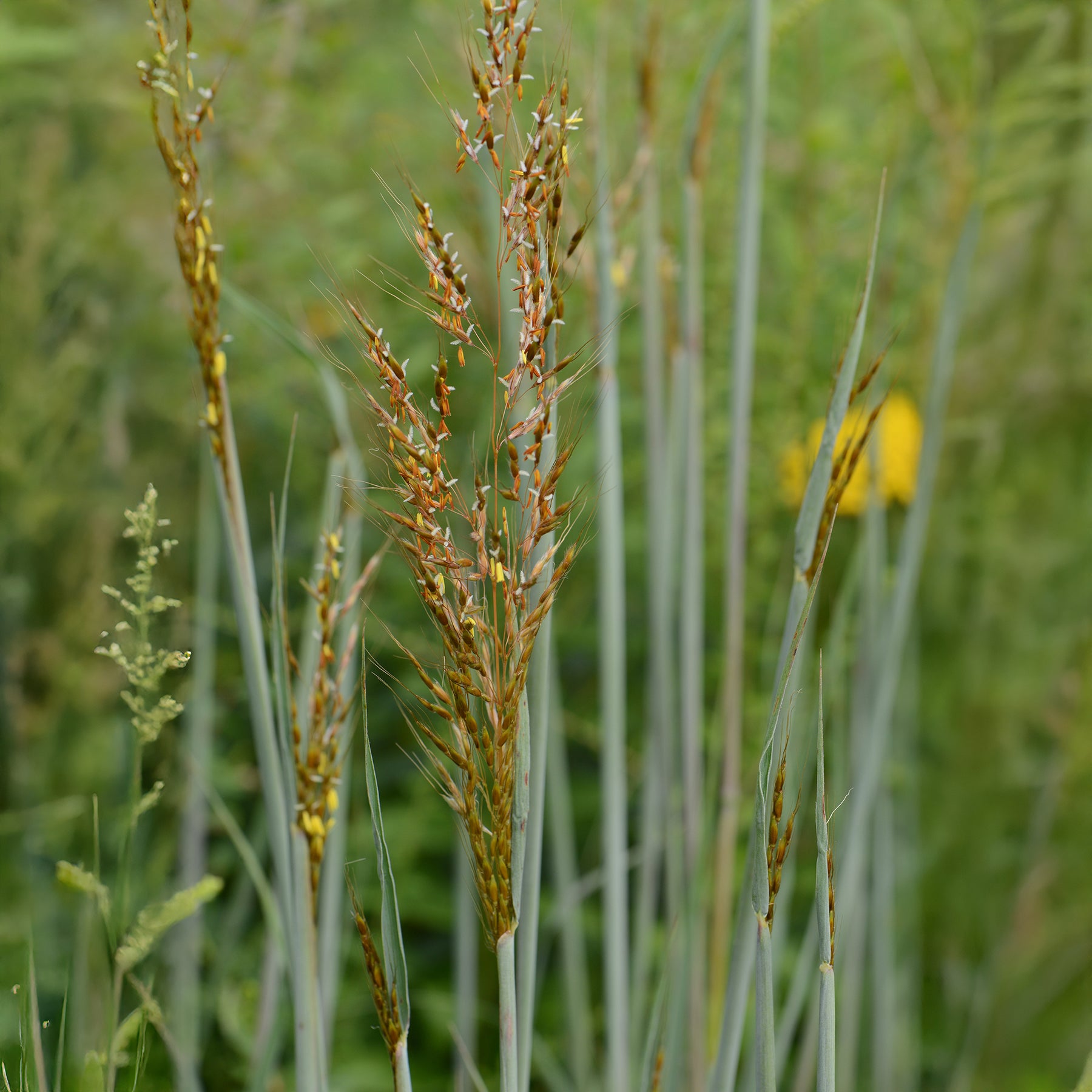 Indianergras Indian Steel - Sorghastrum nutans Indian Steel - Willemse