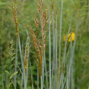 Indianergras Indian Steel - Sorghastrum nutans Indian Steel - Willemse