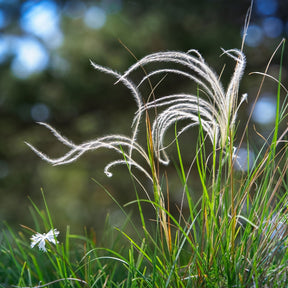 Stipa - Stipe gefiedert - Stipa pennata