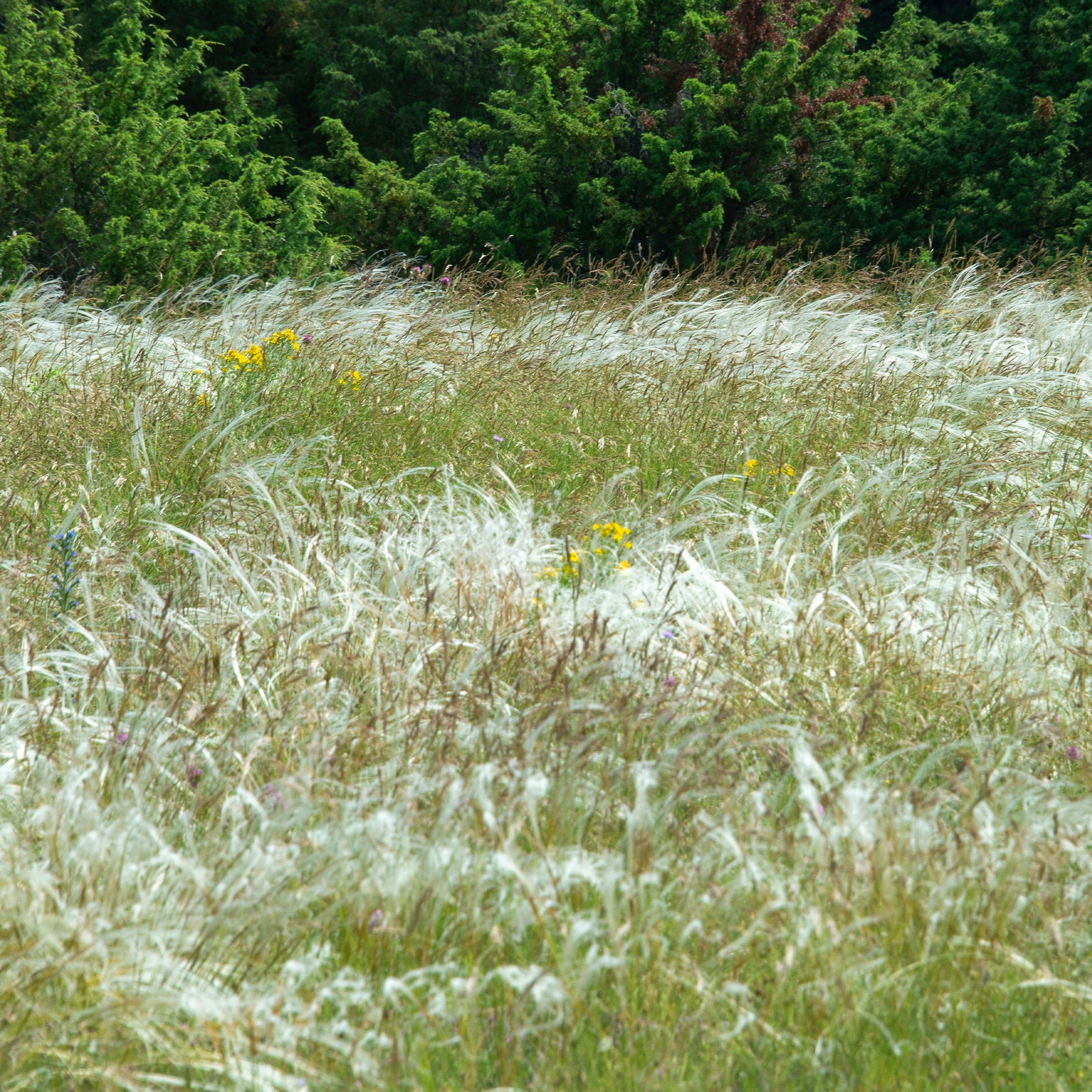 Stipe gefiedert - Stipa pennata - Willemse