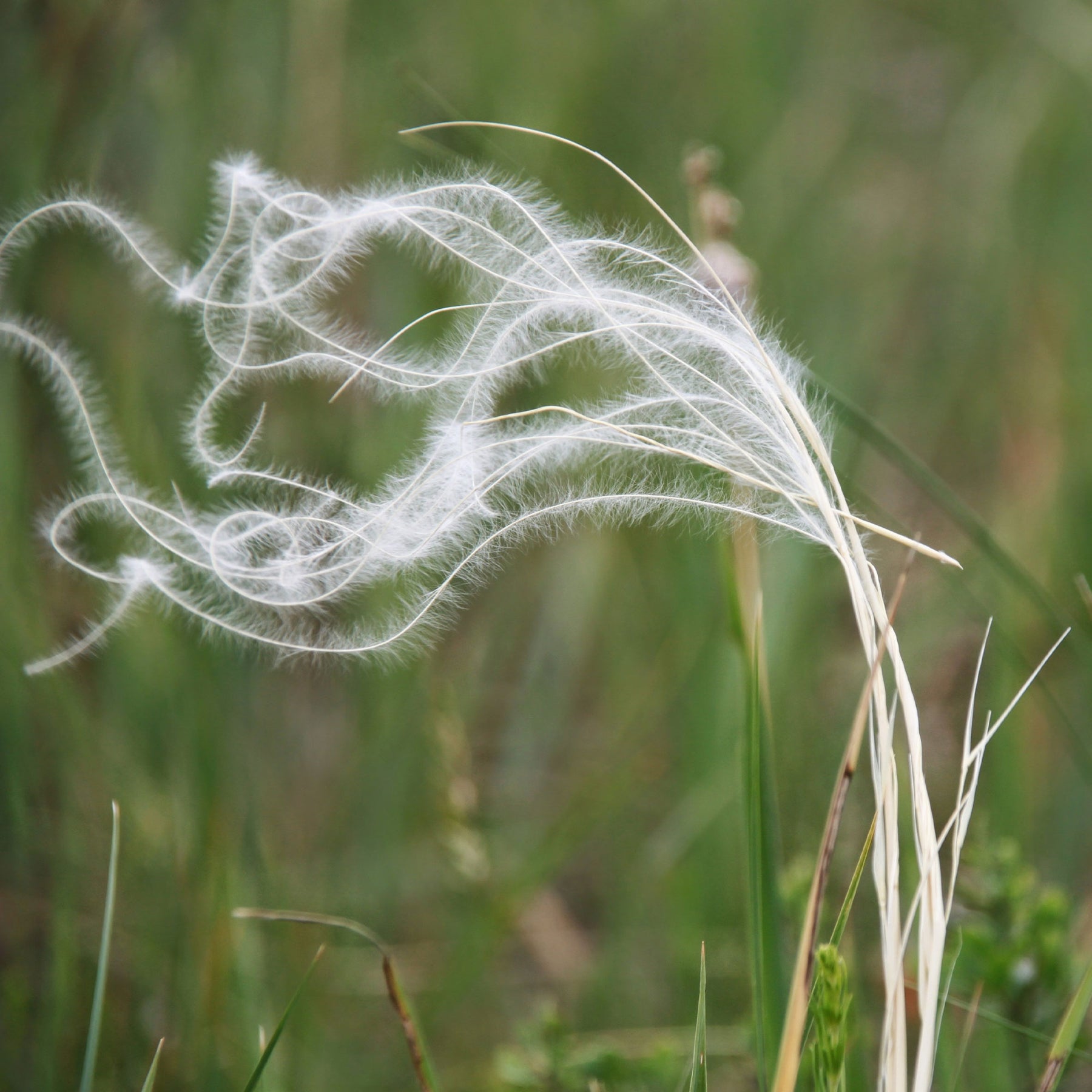 Stipa pennata - Stipe gefiedert - Stipa