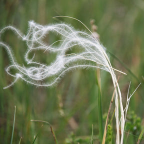 Stipa pennata - Stipe gefiedert - Stipa