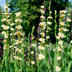 Gestreiftes Grasschwertel