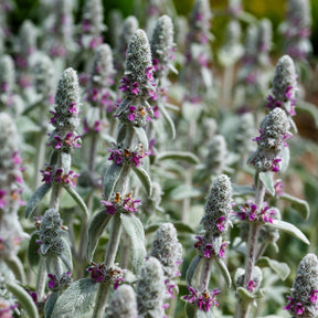 Stachys byzantina silver carpet - Kaninchenohr Silver Carpet - Stauden