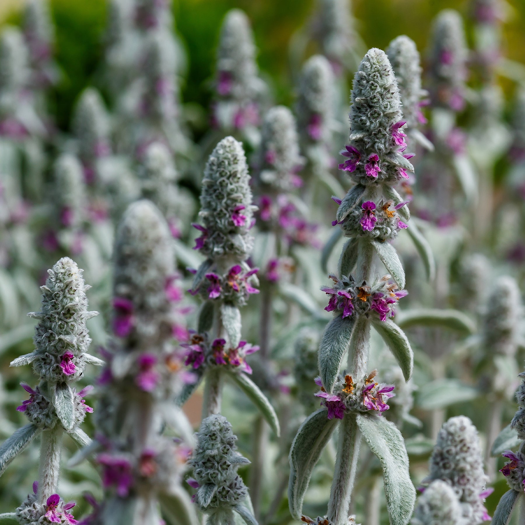 Kaninchenohr Silver Carpet - Willemse