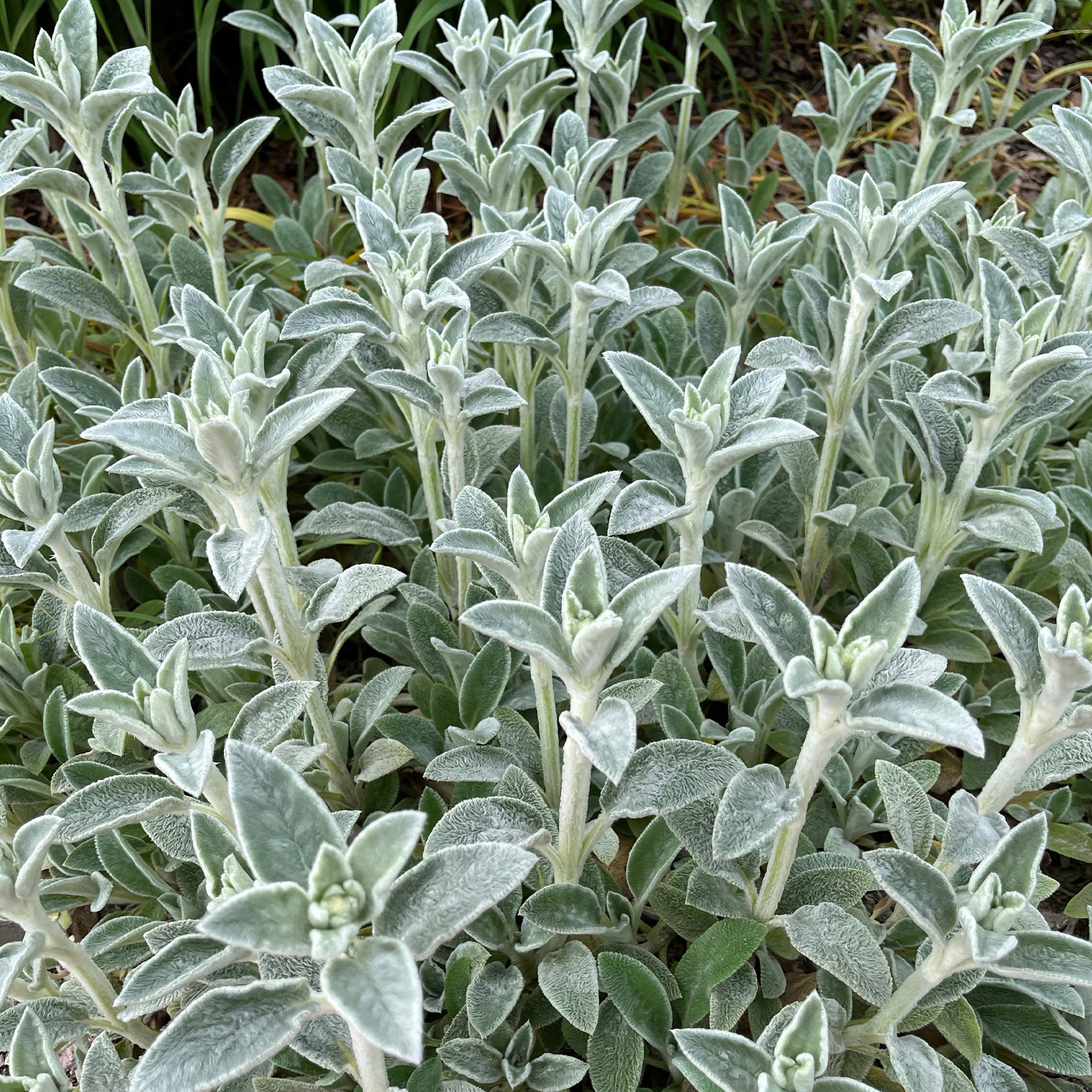 Kaninchenohr Silver Carpet - Stachys byzantina silver carpet - Willemse