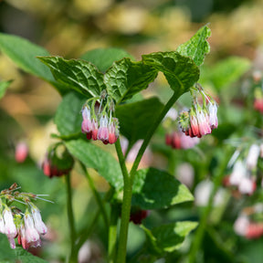 Großblumiger Beinwell Hidcote Pink - Symphytum grandiflorum hidcote pink - Willemse