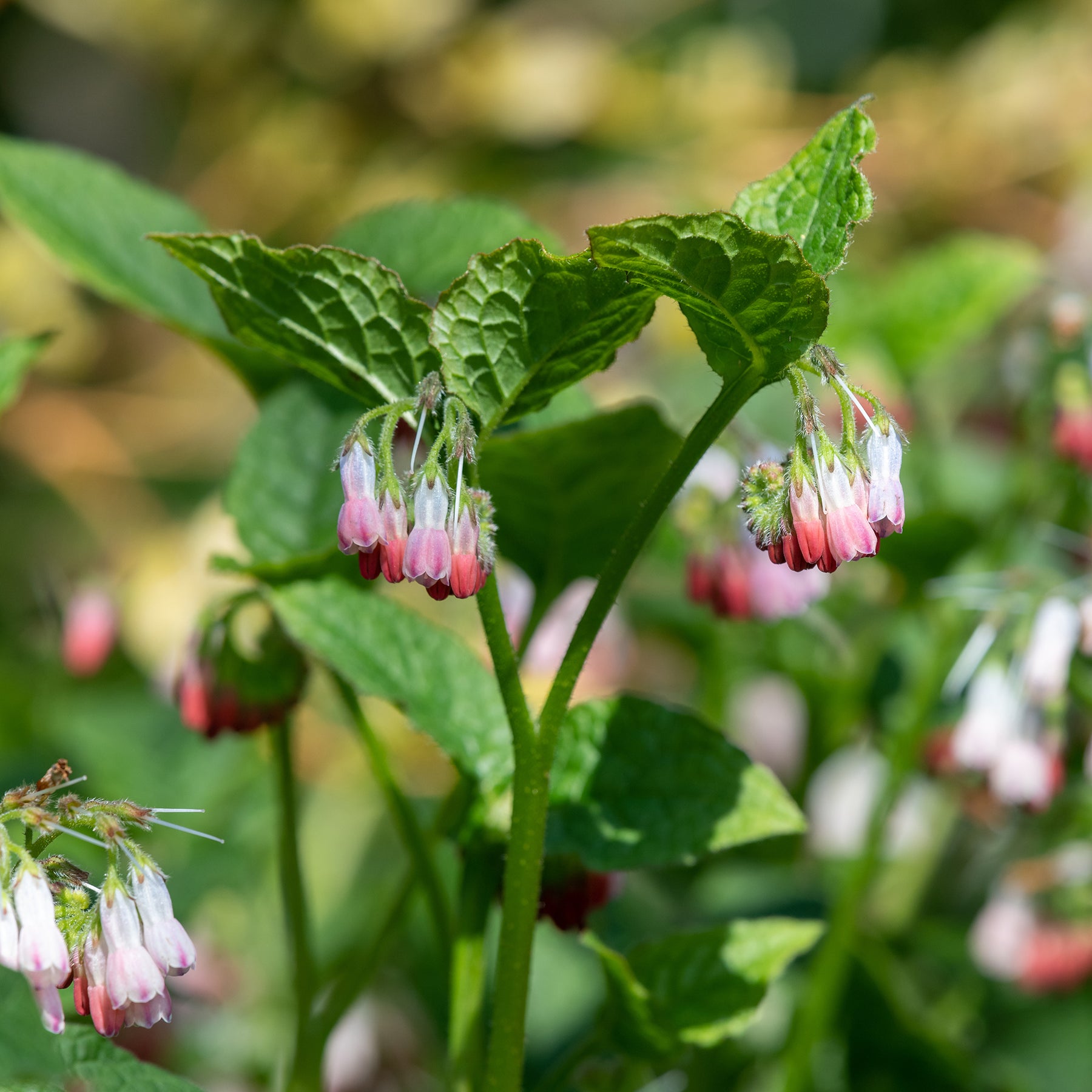 Großblumiger Beinwell Hidcote Pink - Symphytum grandiflorum hidcote pink - Willemse