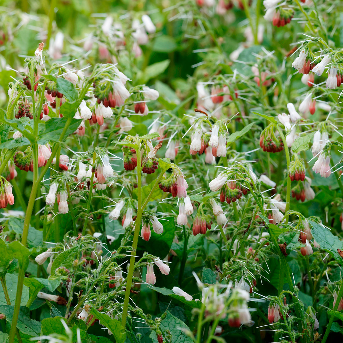 Großblumiger Beinwell Hidcote Pink - Willemse