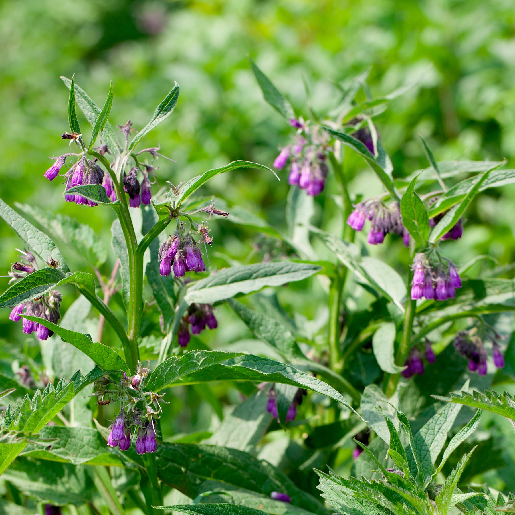 Großer Beinwell Purpureum - Symphytum officinale purpureum - Willemse