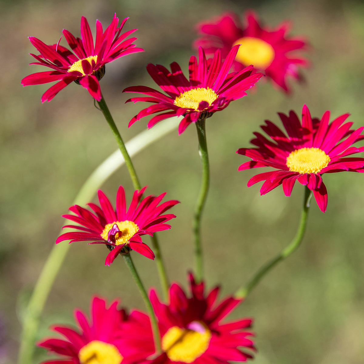 Bunte Margerite 'Robinsons Rot' - Tanacetum coccineum Robinson's Red - Willemse