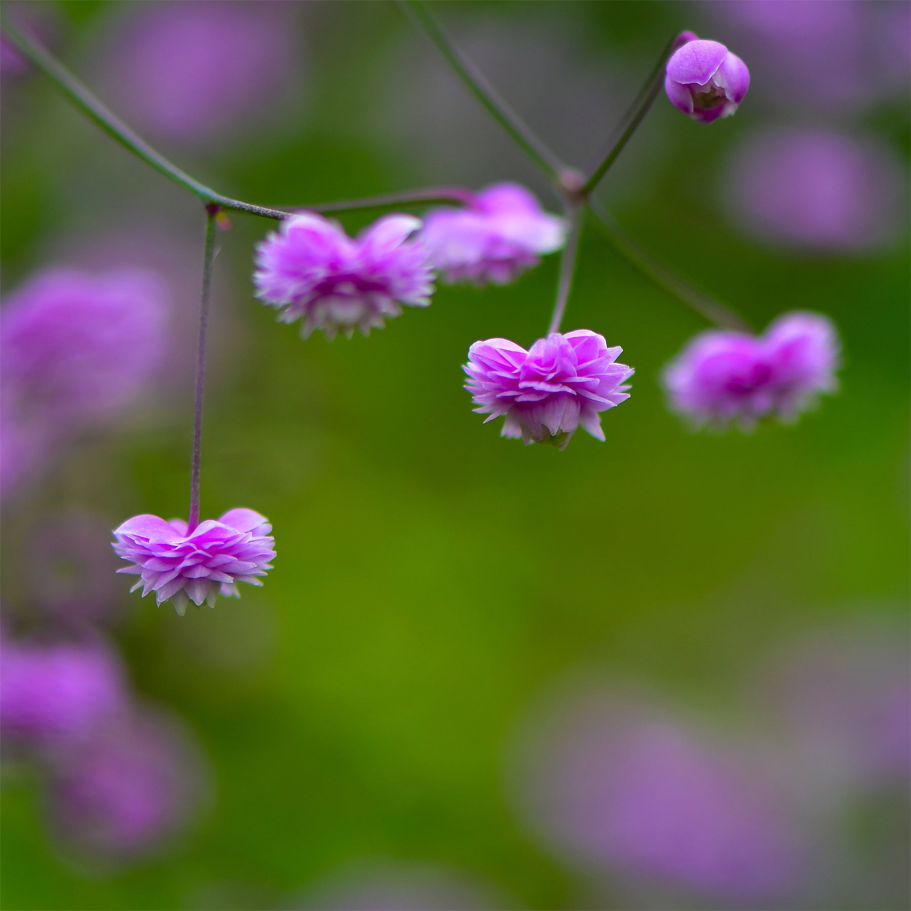 Wiesenraute ‘Hewitt’s Double’ - Thalictrum delavayi Hewitts Double - Willemse