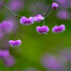 Wiesenraute ‘Hewitt’s Double’ - Thalictrum delavayi Hewitts Double - Willemse