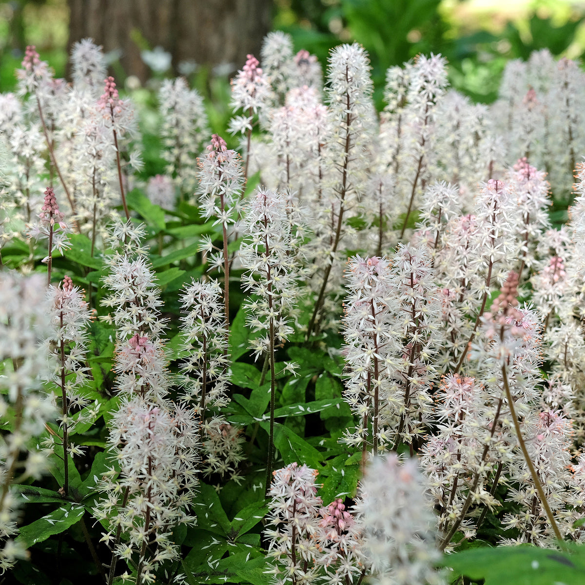 Tiarella Spring Symphony - Tiarelle Spring Symphony - Stauden