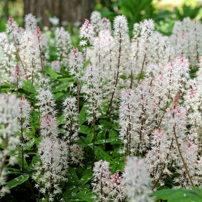 Tiarella Spring Symphony - Tiarelle Spring Symphony - Stauden