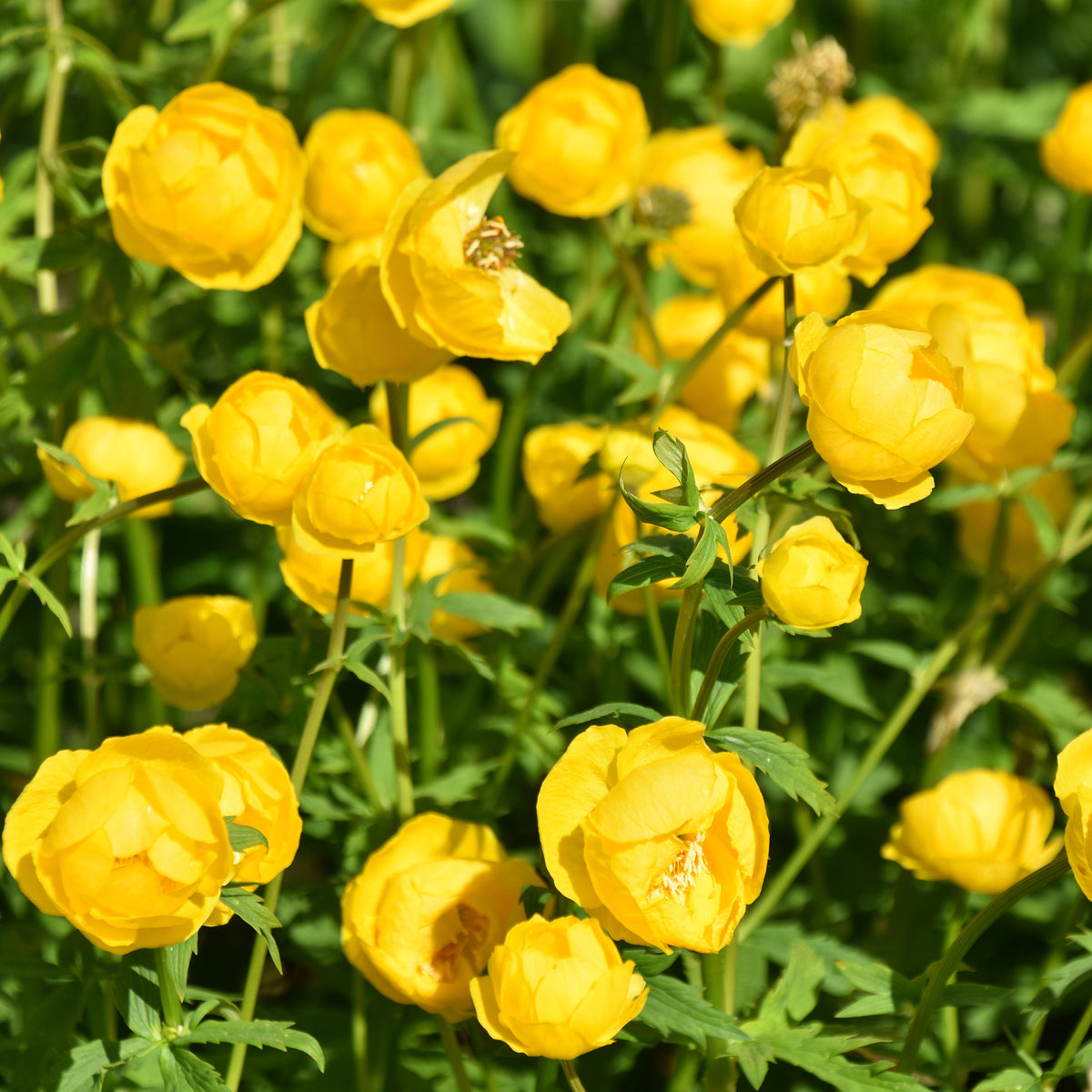 Europäische Trollblume - Trollius europaeus - Willemse